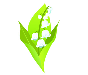 Lily of the valley, May lily