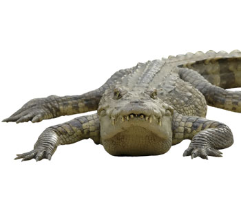 Alligator