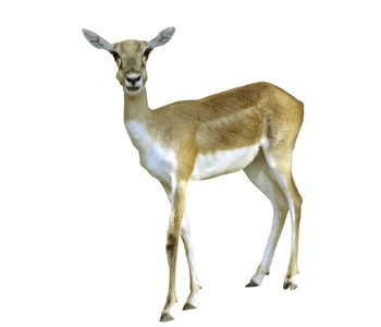 Antelope