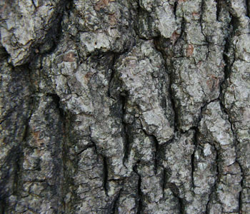 Bark