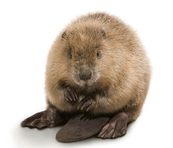 Beaver