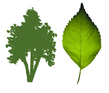 Birch