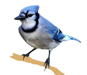 Blue jay