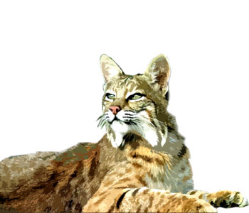 Bobcat