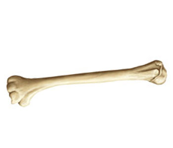 Bone