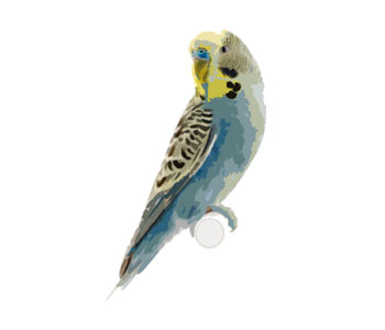 Budgie