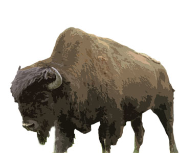 Buffalo