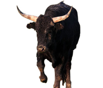 Bull