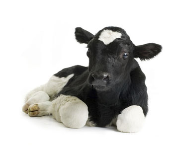 Calf