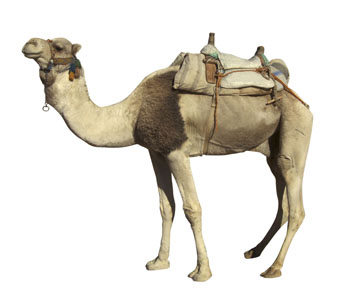 Camel