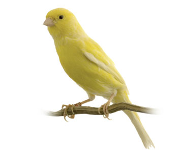 Canary