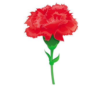 Carnation