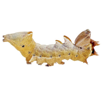 Caterpillar