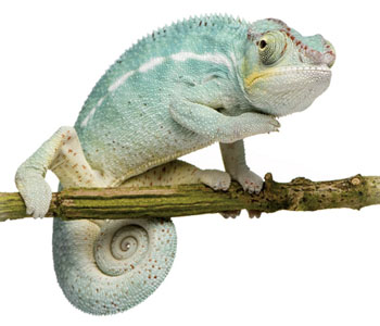 Chameleon