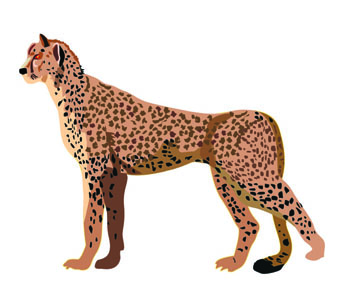 Cheetah