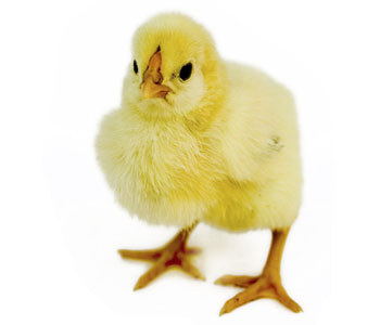 Chick