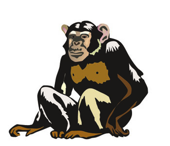 Chimpanzee, chimp