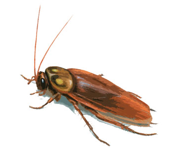 Cockroach