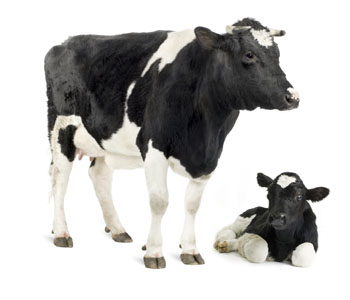 Cow