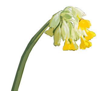 Cowslip