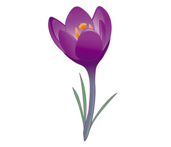 Crocus