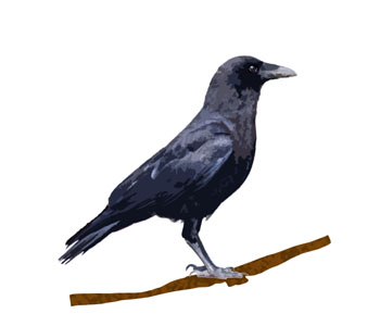 Crow