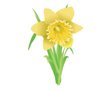 Daffodil