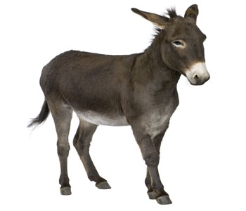 Donkey