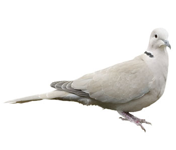 Dove