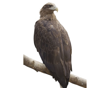 Eagle