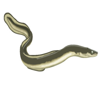 Eel