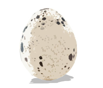 Egg