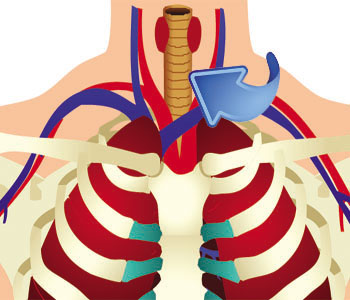 Esophagus