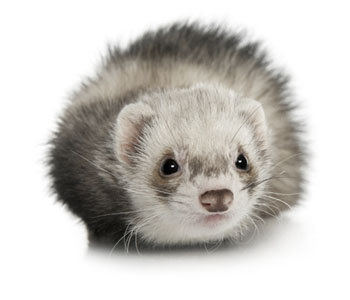 Ferret