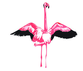 Flamingo