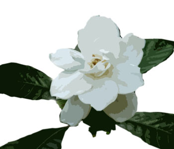 Gardenia