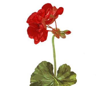 Geranium