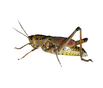 Grasshopper