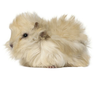 Guinea pig