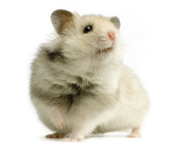 Hamster