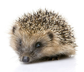 Hedgehog