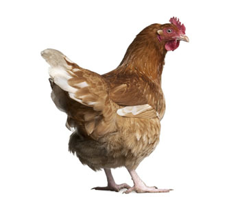 Hen