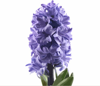 Hyacinth