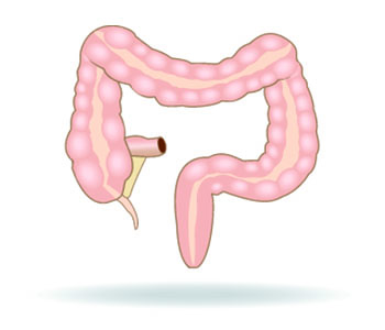 Intestine, Bowel, Gut 