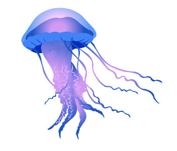 Jellyfish