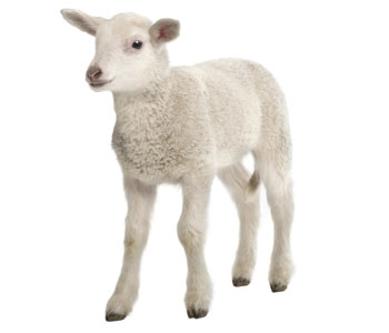 Lamb