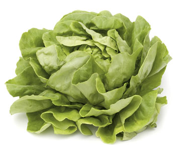 Lettuce