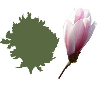 Magnolia