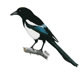 Magpie