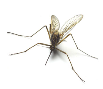 Mosquito